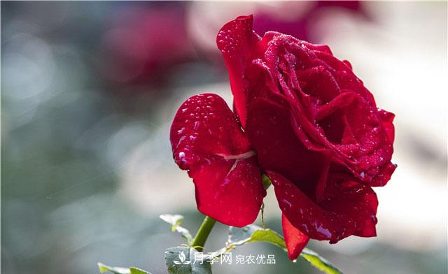 月季花開吐芬芳，南陽月季大美景(圖庫)(圖8)
