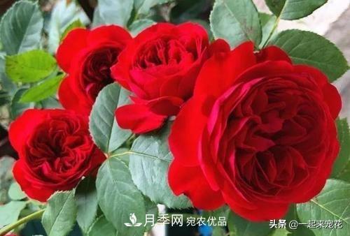 10款紅色系月季推薦，款款驚艷(圖2)