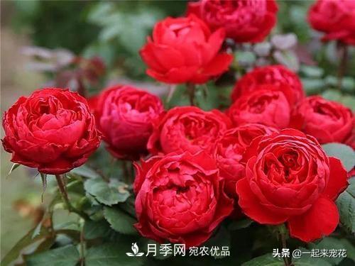 10款紅色系月季推薦，款款驚艷(圖4)