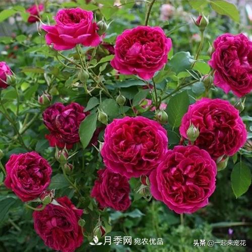 10款紅色系月季推薦，款款驚艷(圖3)
