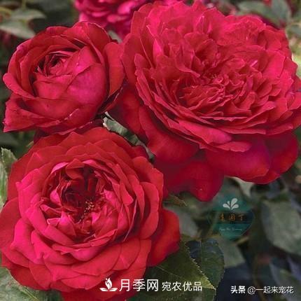 10款紅色系月季推薦，款款驚艷(圖1)