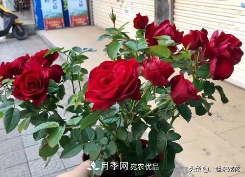 10款紅色系月季推薦，款款驚艷(圖9)
