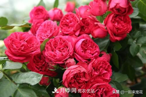 10款紅色系月季推薦，款款驚艷(圖5)