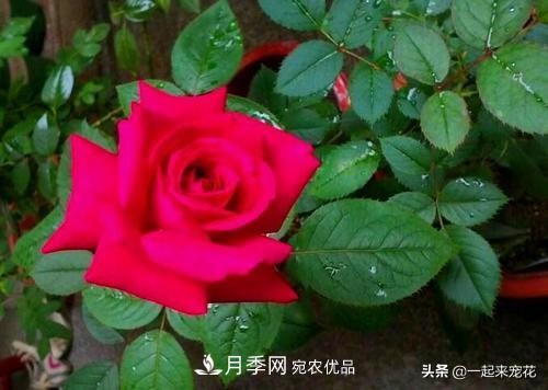 10款紅色系月季推薦，款款驚艷(圖10)