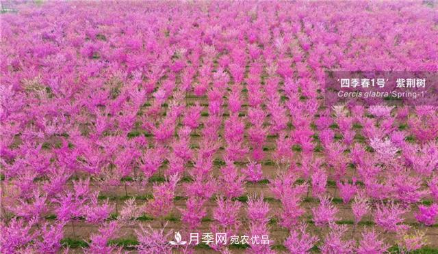 苗木產(chǎn)品的價(jià)格、價(jià)值和供需——三角關(guān)系之動(dòng)態(tài)平衡(圖4)