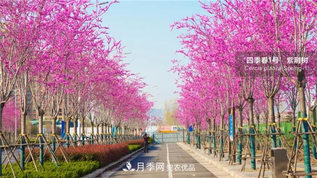 苗木產(chǎn)品的價(jià)格、價(jià)值和供需——三角關(guān)系之動(dòng)態(tài)平衡(圖1)