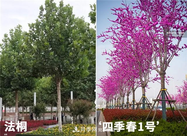 苗木產(chǎn)品的價(jià)格、價(jià)值和供需——三角關(guān)系之動(dòng)態(tài)平衡(圖2)
