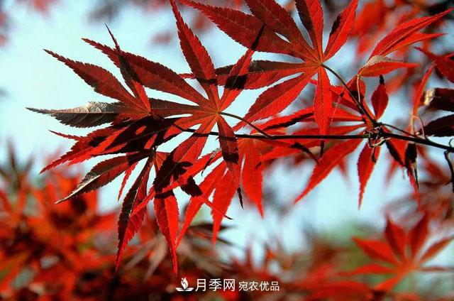 這些5種高端苗木向來(lái)就是“搶手貨”，你知道幾個(gè)？(圖5)