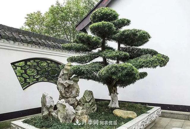 這些5種高端苗木向來(lái)就是“搶手貨”，你知道幾個(gè)？(圖2)