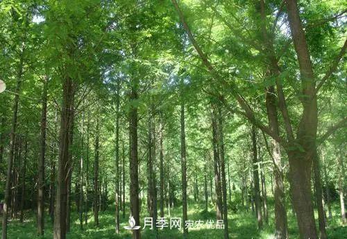 這些5種高端苗木向來(lái)就是“搶手貨”，你知道幾個(gè)？(圖4)