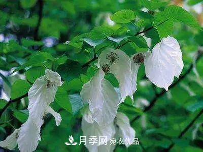 這些5種高端苗木向來(lái)就是“搶手貨”，你知道幾個(gè)？(圖6)