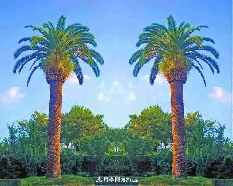 這些5種高端苗木向來(lái)就是“搶手貨”，你知道幾個(gè)？(圖3)