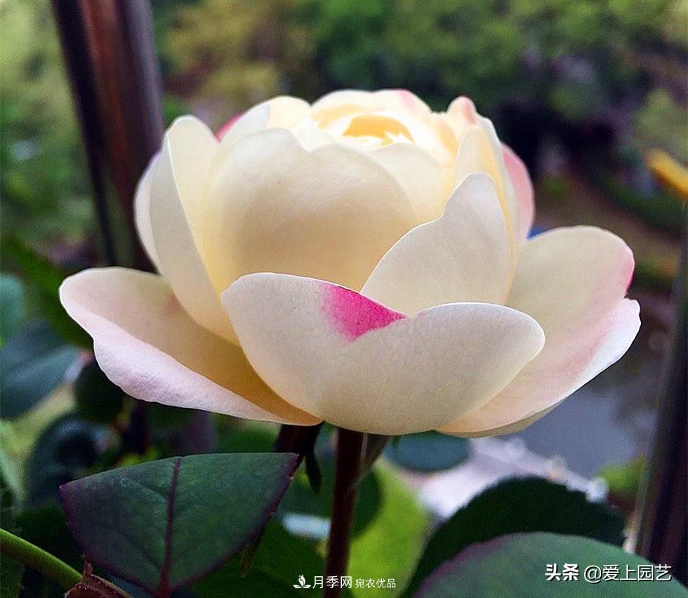 一成不變的月季不是我的菜，“百變女郎”才夠精彩(圖3)
