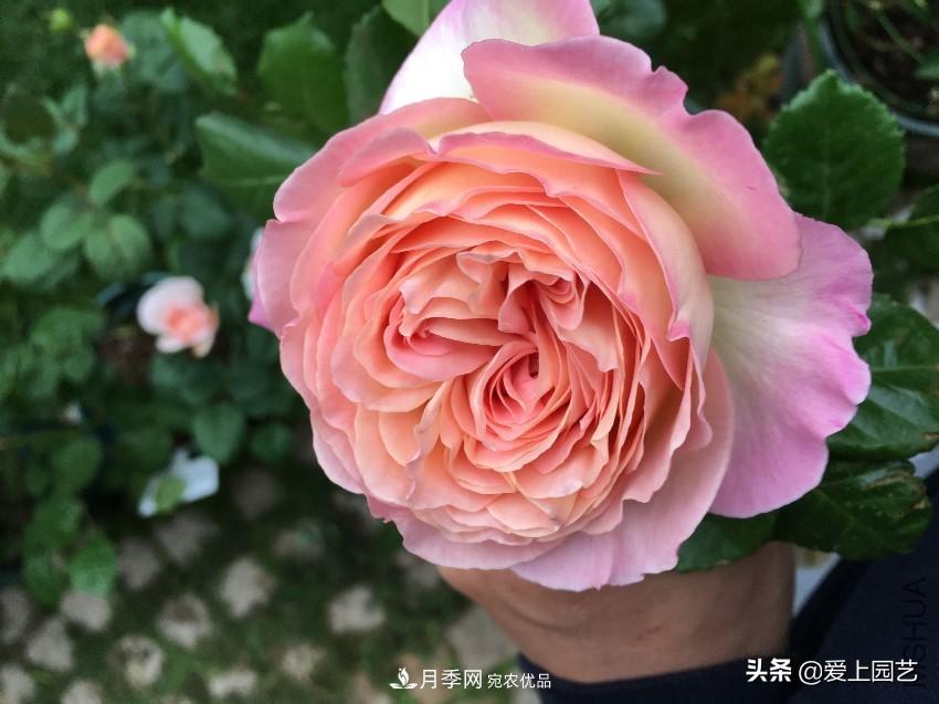 一成不變的月季不是我的菜，“百變女郎”才夠精彩(圖1)