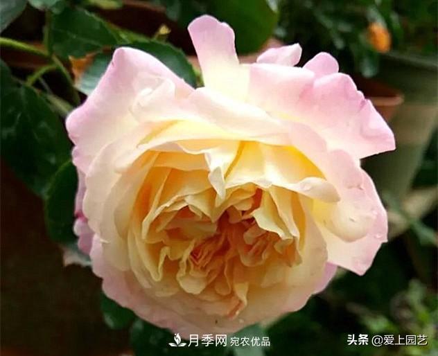 一成不變的月季不是我的菜，“百變女郎”才夠精彩(圖2)