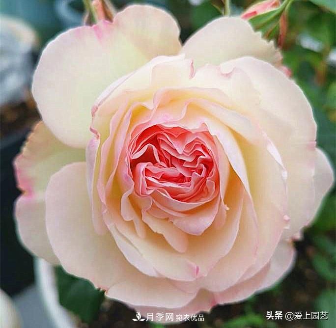 一成不變的月季不是我的菜，“百變女郎”才夠精彩(圖7)