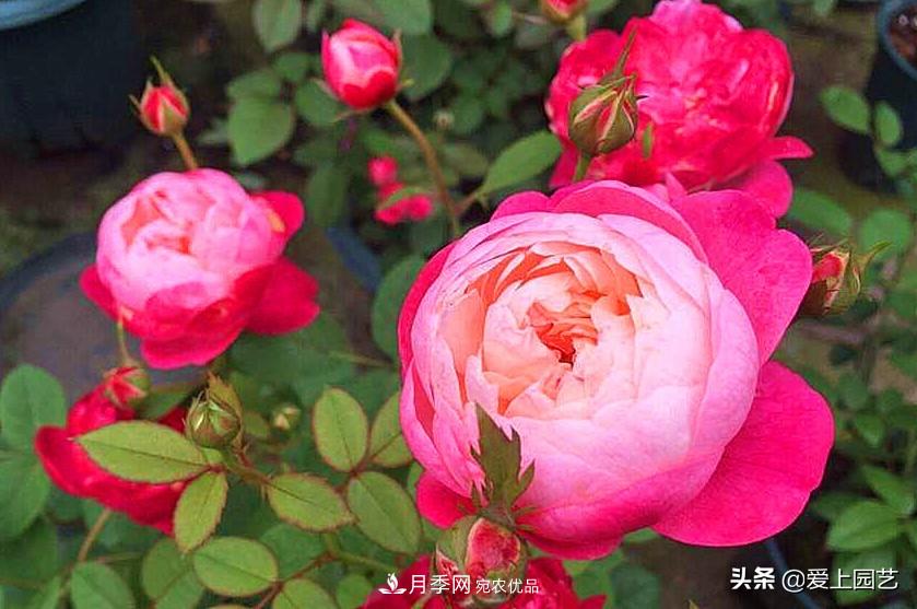 一成不變的月季不是我的菜，“百變女郎”才夠精彩(圖5)