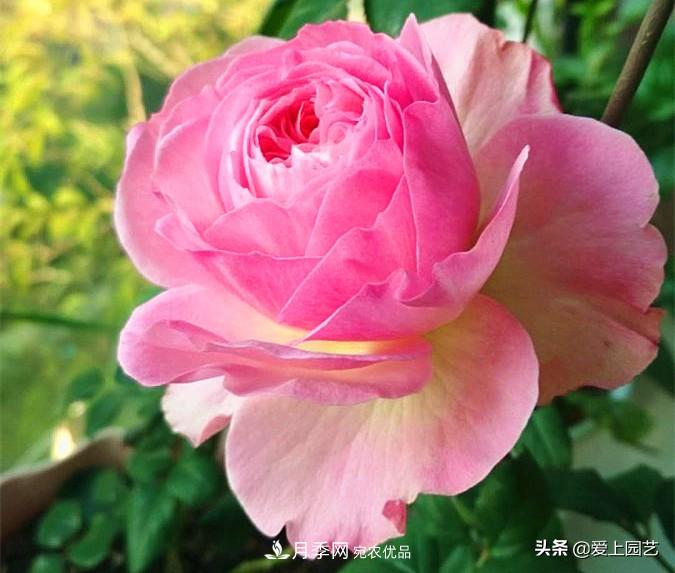 一成不變的月季不是我的菜，“百變女郎”才夠精彩(圖6)