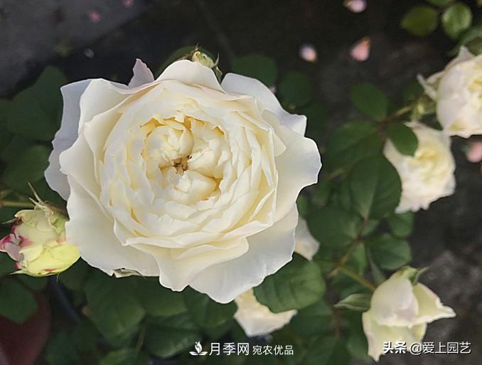 一成不變的月季不是我的菜，“百變女郎”才夠精彩(圖8)