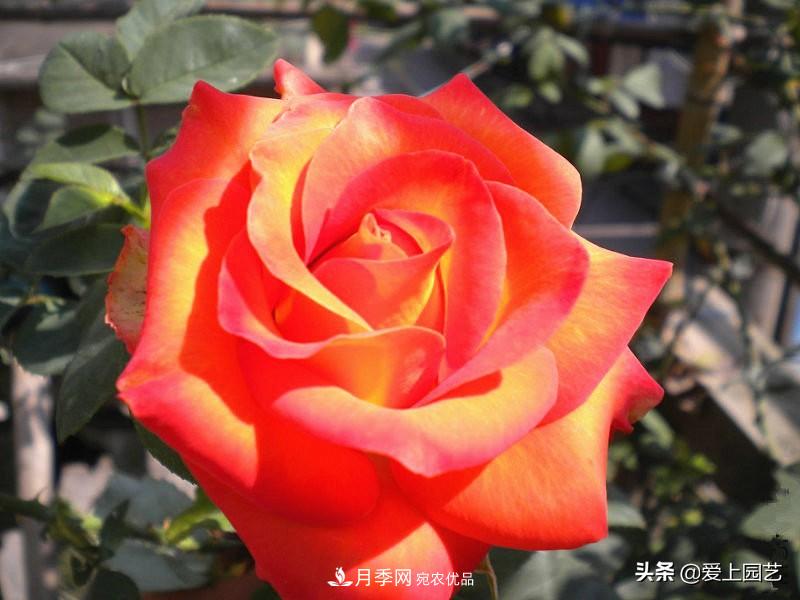 一成不變的月季不是我的菜，“百變女郎”才夠精彩(圖11)