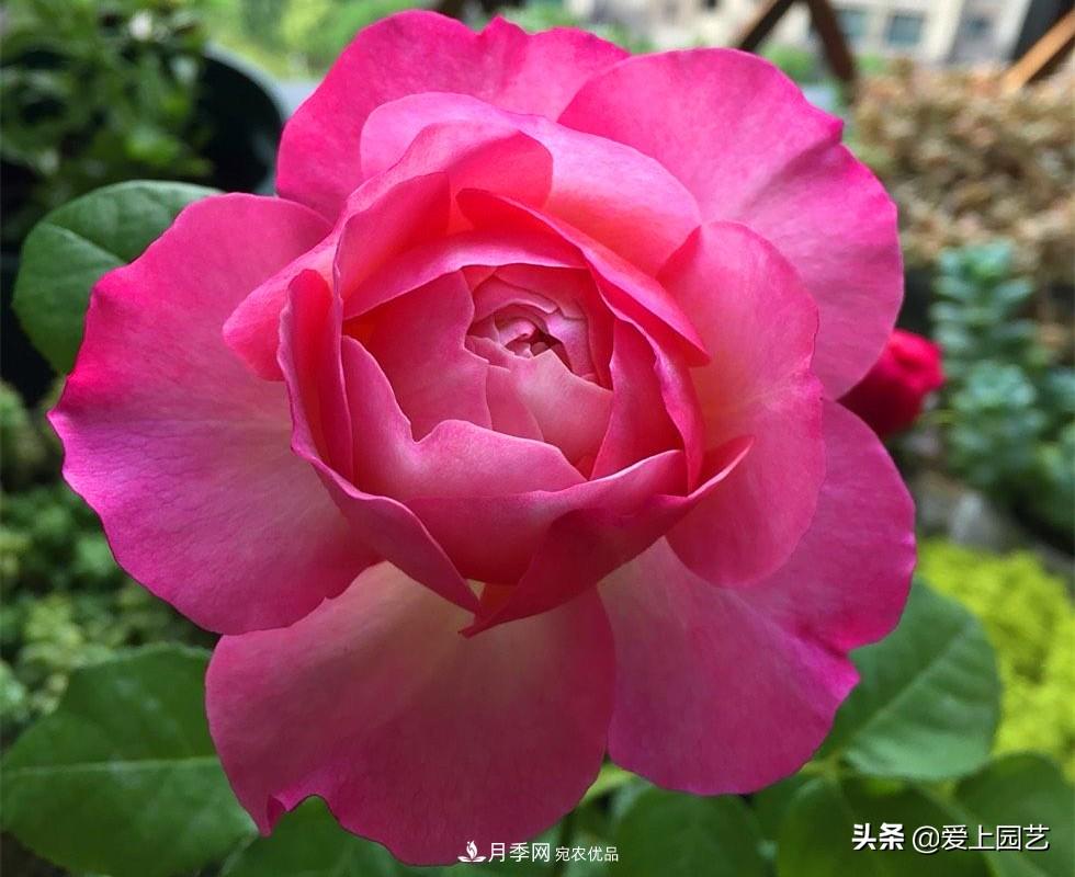 一成不變的月季不是我的菜，“百變女郎”才夠精彩(圖9)