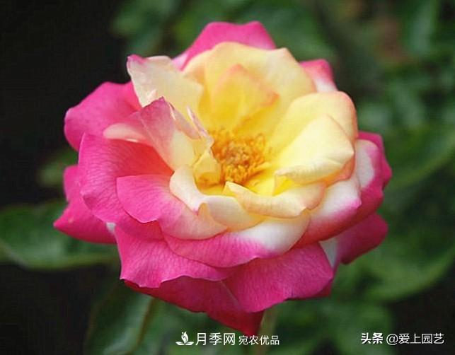 一成不變的月季不是我的菜，“百變女郎”才夠精彩(圖14)