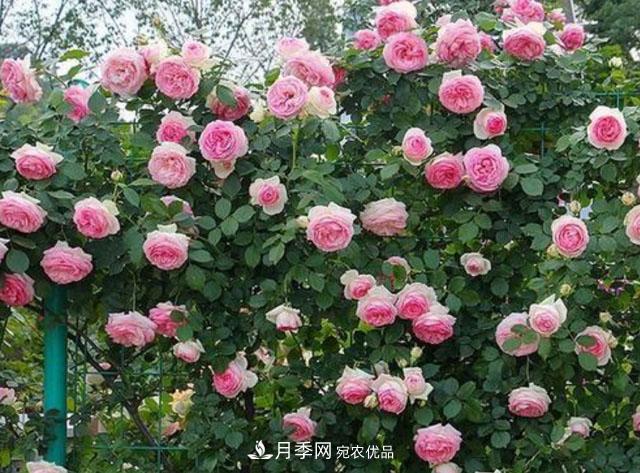 漂亮的藤本月季，庭院必養(yǎng)花卉，打造花園小院(圖1)