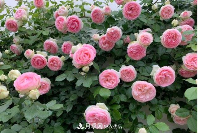 漂亮的藤本月季，庭院必養(yǎng)花卉，打造花園小院(圖2)