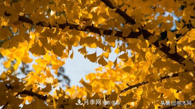秋季苗木看這幾種綠化樹，越看越美(圖2)