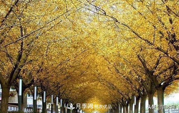 秋季苗木看這幾種綠化樹，越看越美(圖1)