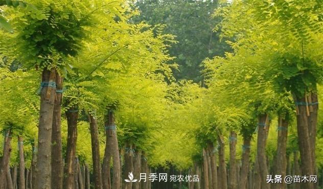 秋季苗木看這幾種綠化樹，越看越美(圖3)