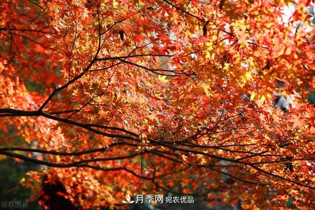 秋葉如花，觀賞紅葉的苗木，除了紅楓，你認識哪幾種？(圖1)