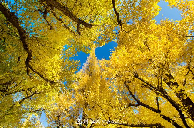 秋葉如花，觀賞紅葉的苗木，除了紅楓，你認識哪幾種？(圖3)