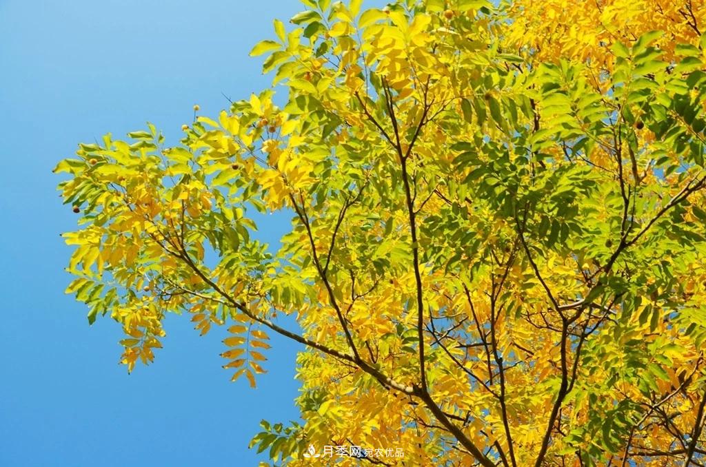 秋葉如花，觀賞紅葉的苗木，除了紅楓，你認識哪幾種？(圖4)