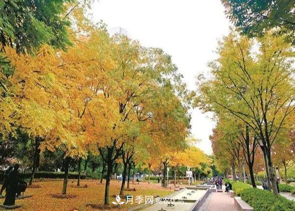 秋葉如花，觀賞紅葉的苗木，除了紅楓，你認識哪幾種？(圖6)