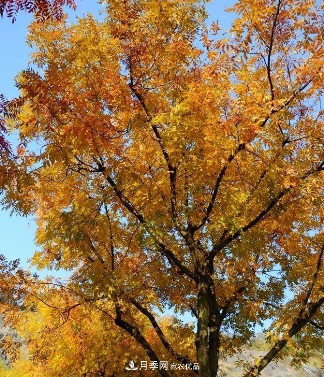 秋葉如花，觀賞紅葉的苗木，除了紅楓，你認識哪幾種？(圖2)