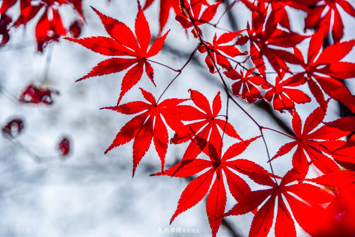 秋葉如花，觀賞紅葉的苗木，除了紅楓，你認識哪幾種？(圖8)