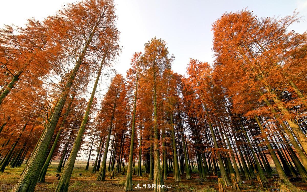 秋葉如花，觀賞紅葉的苗木，除了紅楓，你認識哪幾種？(圖9)