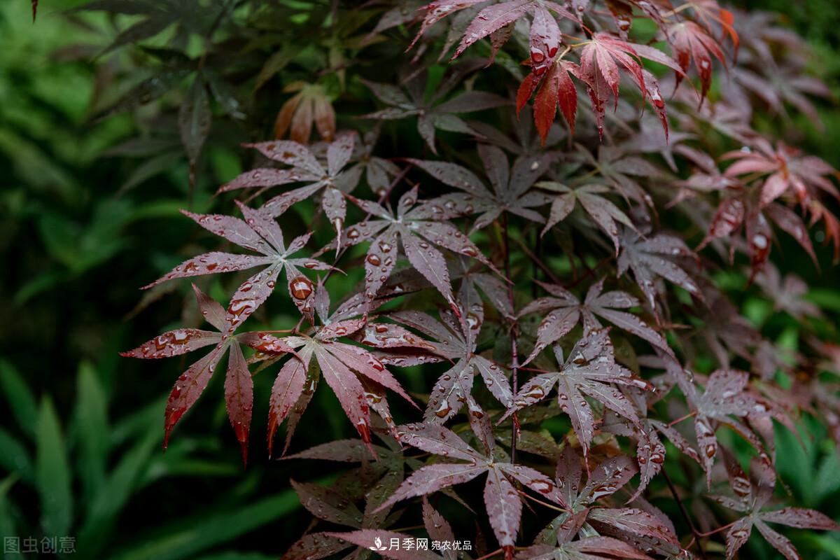 秋葉如花，觀賞紅葉的苗木，除了紅楓，你認識哪幾種？(圖7)