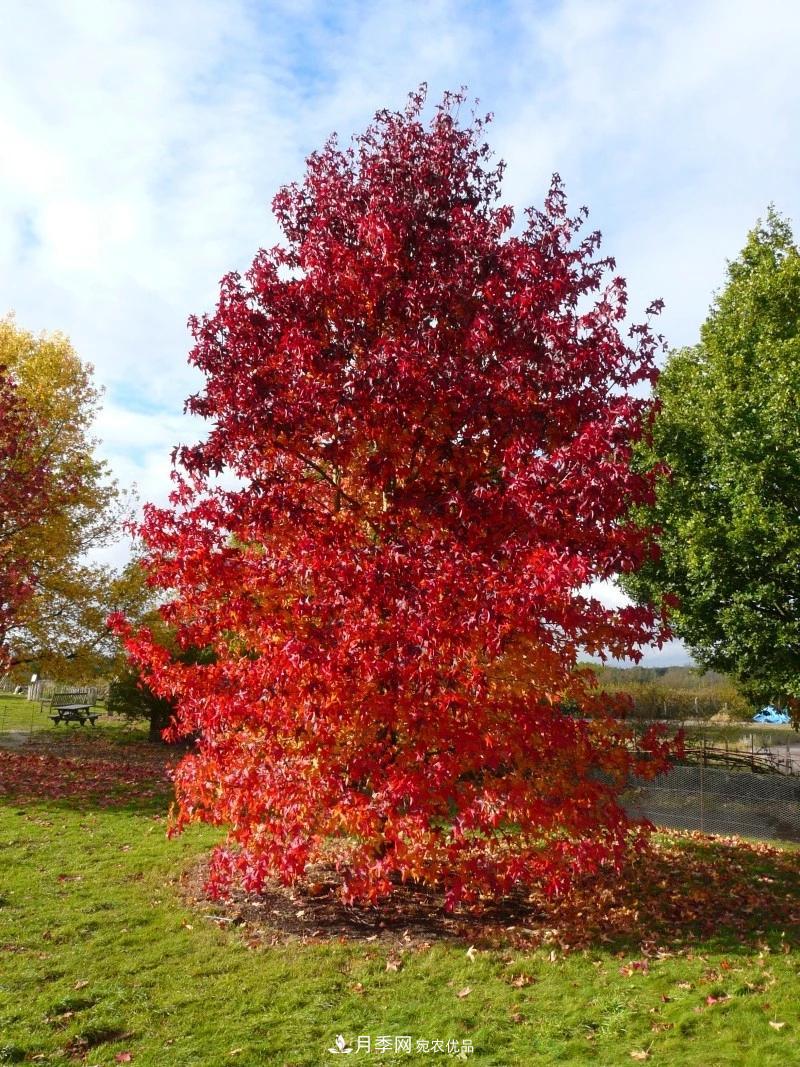 秋葉如花，觀賞紅葉的苗木，除了紅楓，你認識哪幾種？(圖10)