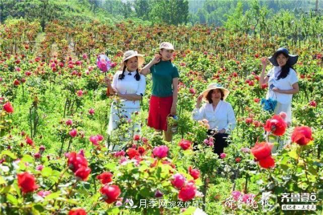 山東淄博沂源60畝月季花競放，美麗產(chǎn)業(yè)助推特色鄉(xiāng)村旅游(圖2)