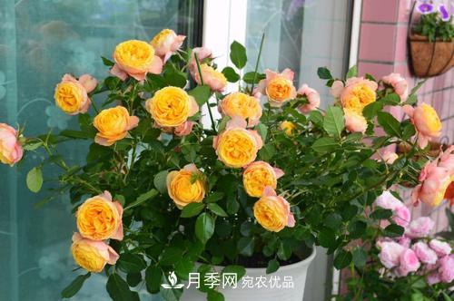月季開花越來越少？教你一招，分枝多，花量翻倍，新手也會養(yǎng)(圖2)