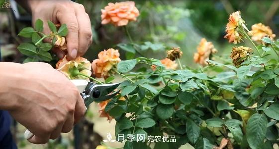 月季開花越來越少？教你一招，分枝多，花量翻倍，新手也會養(yǎng)(圖3)