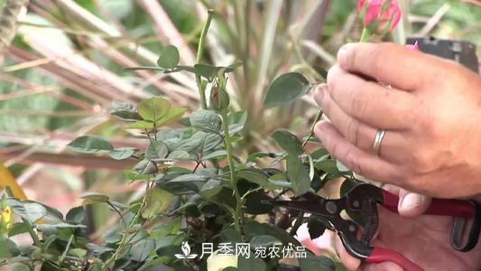 月季開花越來越少？教你一招，分枝多，花量翻倍，新手也會養(yǎng)(圖4)