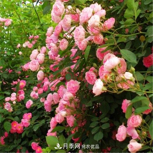 月季開花越來越少？教你一招，分枝多，花量翻倍，新手也會養(yǎng)(圖5)