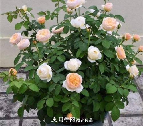 月季開花越來越少？教你一招，分枝多，花量翻倍，新手也會養(yǎng)(圖6)