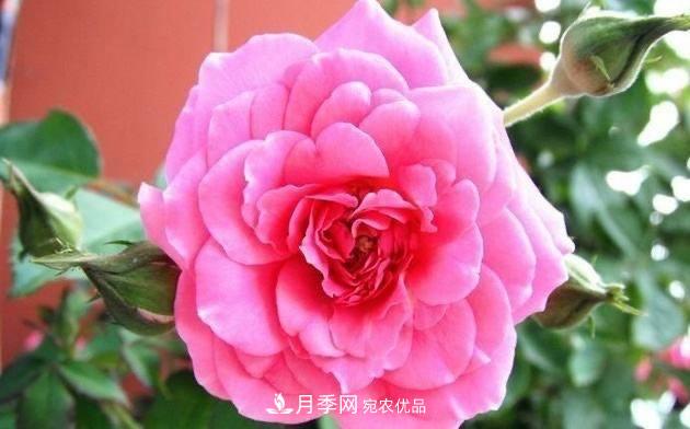 月季、薔薇、玫瑰有區(qū)別，懂得1點(diǎn)，全都能養(yǎng)好，開(kāi)花一茬茬(圖1)