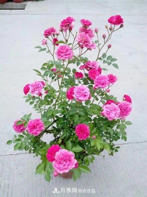 月季、薔薇、玫瑰有區(qū)別，懂得1點(diǎn)，全都能養(yǎng)好，開(kāi)花一茬茬(圖3)