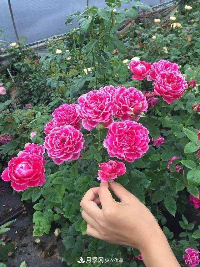 月季、薔薇、玫瑰有區(qū)別，懂得1點(diǎn)，全都能養(yǎng)好，開(kāi)花一茬茬(圖2)