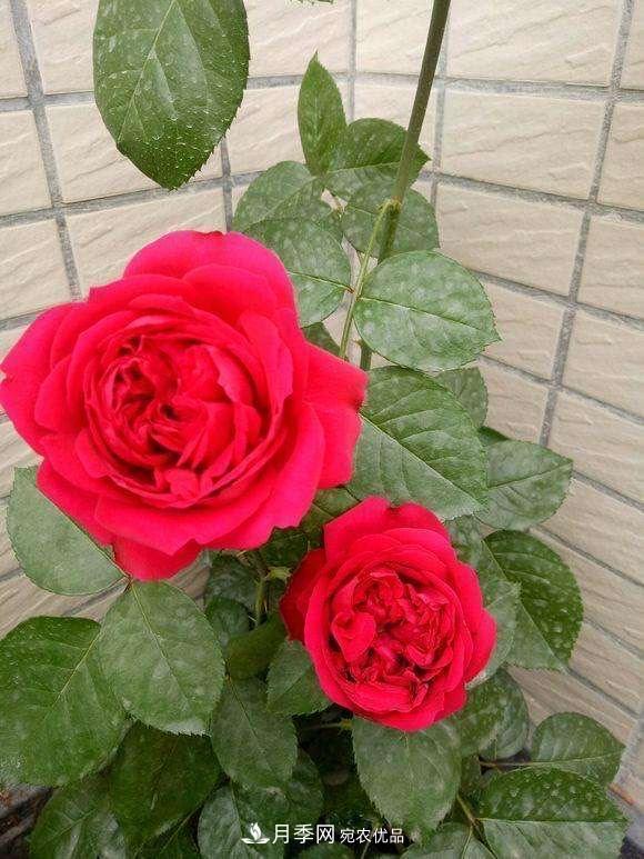 月季、薔薇、玫瑰有區(qū)別，懂得1點(diǎn)，全都能養(yǎng)好，開(kāi)花一茬茬(圖4)